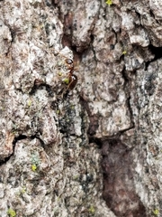 Prenolepis imparis