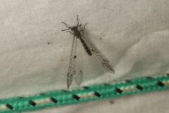 Bandidus canifrons