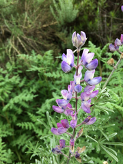 Lupinus chamissonis