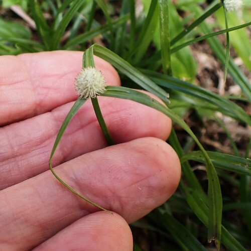whitehead spikesedge (Cyperus mindorensis)
