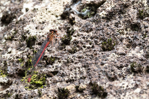 Megalagrion heterogamias observed 2026-03-09