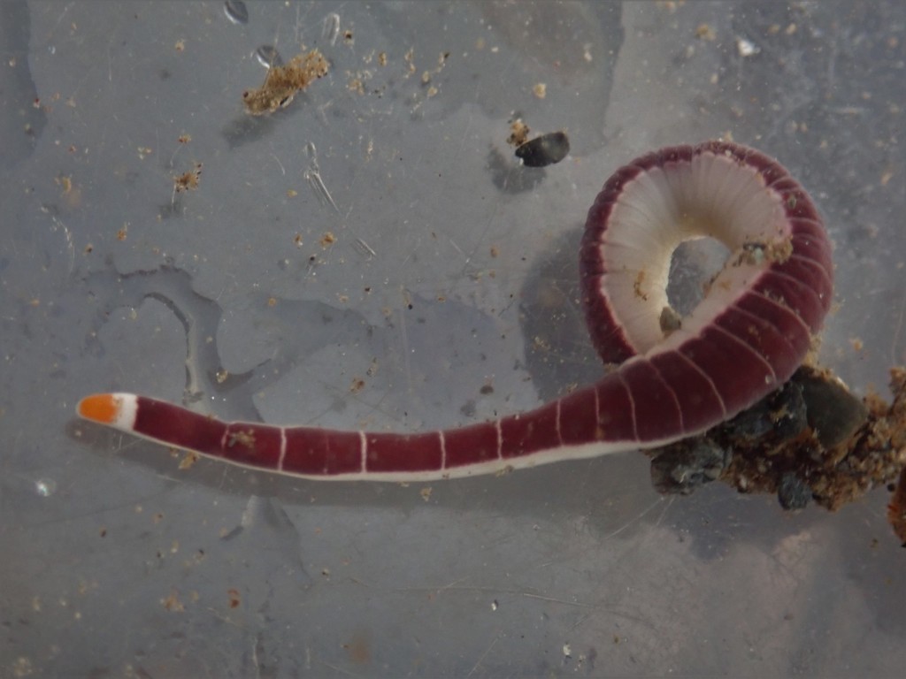 Pilidiophora