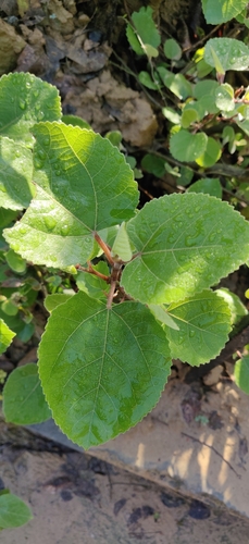 Image of Ficus palmata by (c) Rohit Naniwadekar, some rights reserved (CC BY)