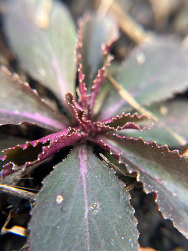 Indian tobacco (Lobelia inflata)