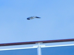 Leucophaeus atricilla