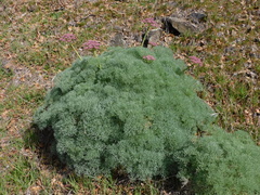 Lomatium columbianum