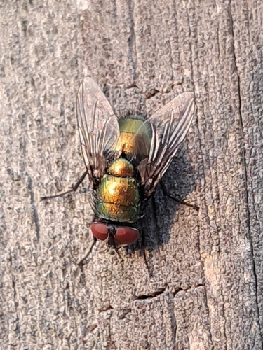 Unknown species found near Hope Mills, NC 28348, USA