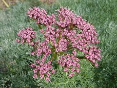 Lomatium columbianum