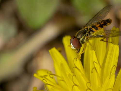 Unknown species found near Patrick County, VA, USA