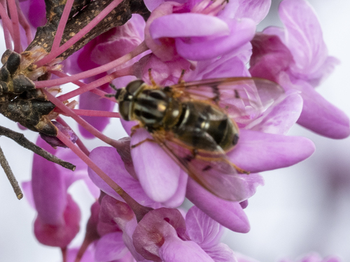 Unknown species found near Patrick County, VA, USA