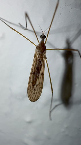 Unknown species found near Summer Greens Terr, Bradenton, FL, US