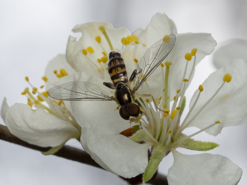 Unknown species found near Patrick County, VA, USA