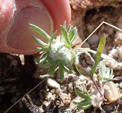 Stylocline micropoides