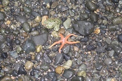 Henricia leviuscula