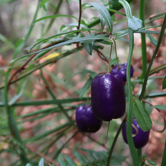 Billardiera macrantha