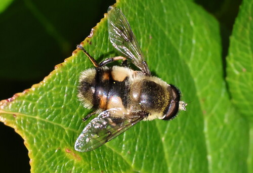 Unknown species found near Mike Miller Park, Newport, OR, USA