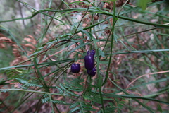 Billardiera macrantha