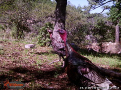 Meleagris gallopavo mexicana