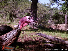 Meleagris gallopavo mexicana