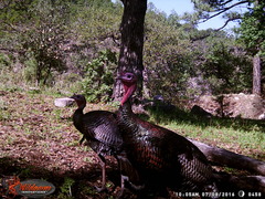 Meleagris gallopavo mexicana