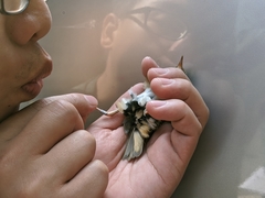 Urosphena squameiceps