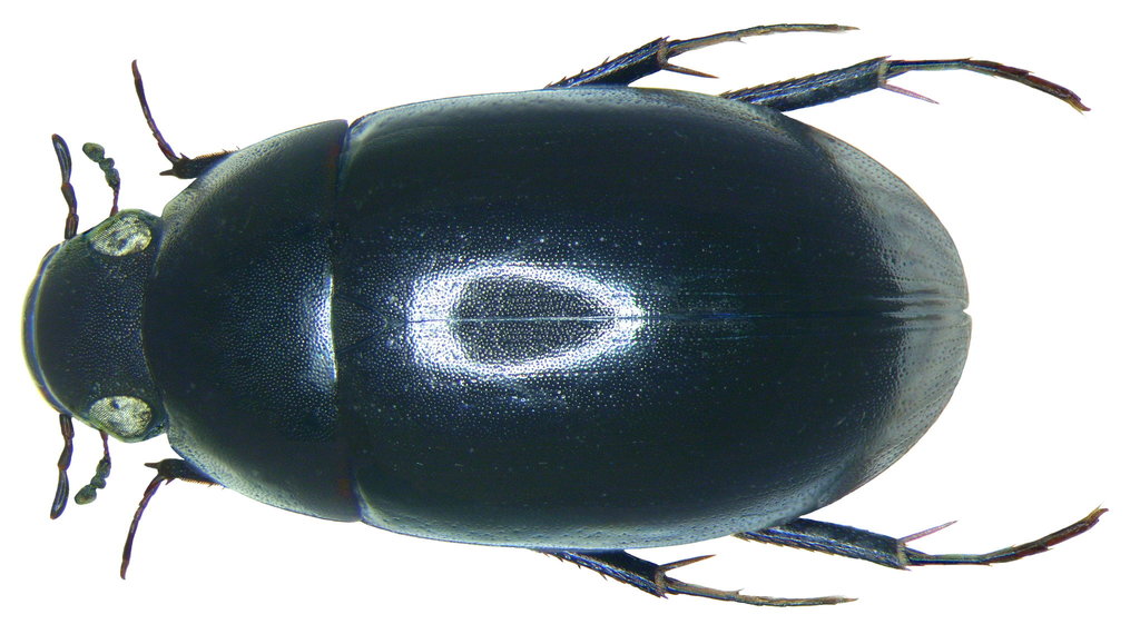 Limnoxenus niger