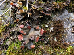 Peltigera elisabethae