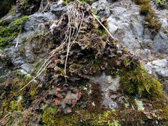 Peltigera elisabethae