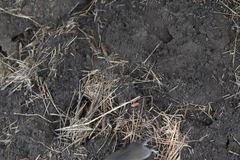 Microtus californicus