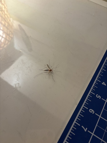 Unknown species found near 62nd Ave S, Saint Petersburg, FL, US