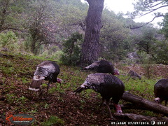 Meleagris gallopavo mexicana