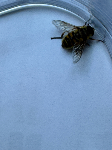 Unknown species found near San Luis Obispo County, US-CA, US