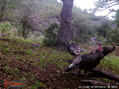 Meleagris gallopavo mexicana