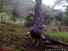 Meleagris gallopavo mexicana