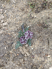 Vesper purpurascens