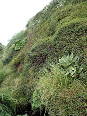 Pleurophyllum hookeri