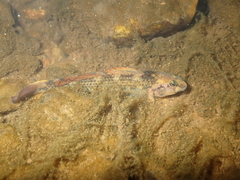 Riverweed Darter photo 4