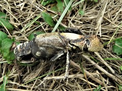 Procambarus steigmani