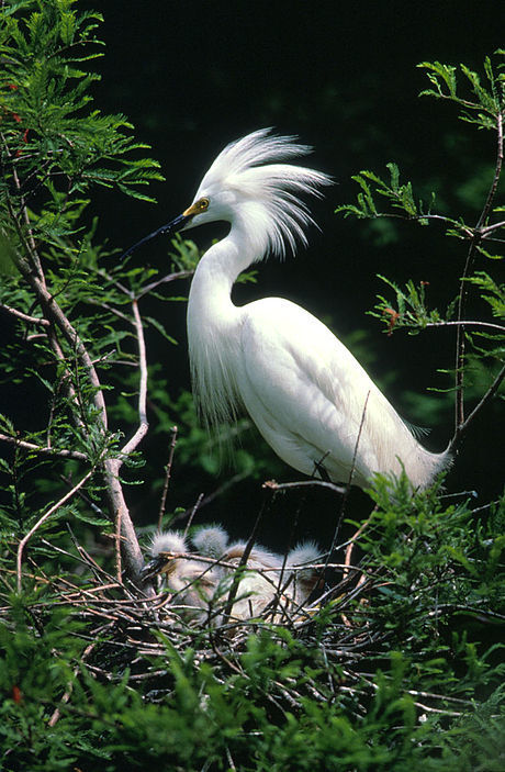 Snowy Egret (Aigrette neigeuse) (Oiseaux du Québec) · iNaturalist