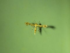 Nippoptilia cinctipedalis