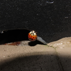 Harmonia axyridis