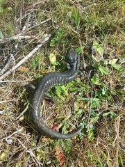 Aneides klamathensis