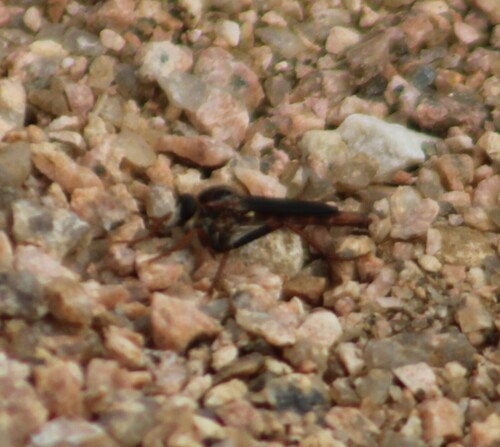 Unknown species found near Burnet County, TX, USA