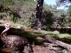 Meleagris gallopavo mexicana