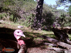 Meleagris gallopavo mexicana