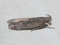 Helcystogramma melantherella