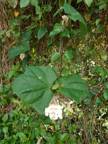 Thunbergia grandiflora observed 2026-03-27