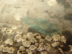 Leptoplanoidea