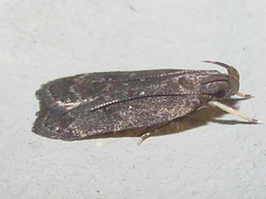 Helcystogramma melantherella