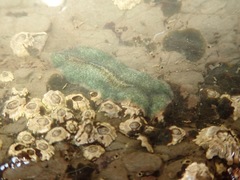 Leptoplanoidea